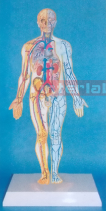 SAMLL HUMAN BLOOD FULL CIRCULATION SYSTEM MODEL